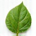 Icon representing naturalness, a green leaf with dew drops